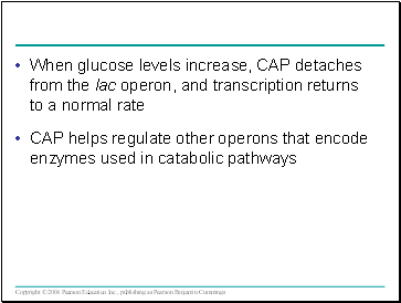 When glucose levels increase, CAP detaches from the lac operon, and transcription returns to a normal rate