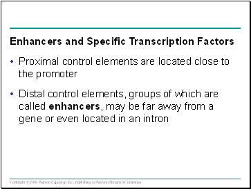 Proximal control elements are located close to the promoter