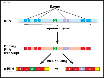 Fig. 18-11