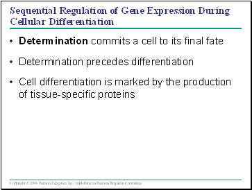 Sequential Regulation of Gene Expression During Cellular Differentiation