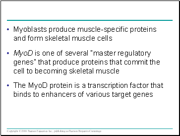 Myoblasts produce muscle-specific proteins and form skeletal muscle cells