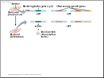 Fig. 18-16-2