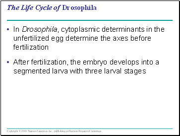 The Life Cycle of Drosophila