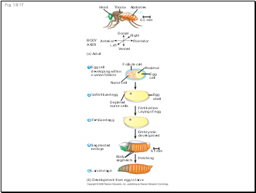 Fig. 18-17