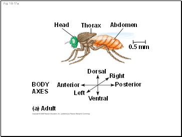 Fig. 18-17a