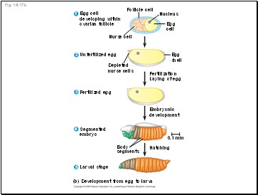 Fig. 18-17b