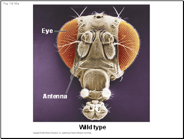 Fig. 18-18a