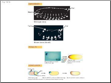 Fig. 18-19