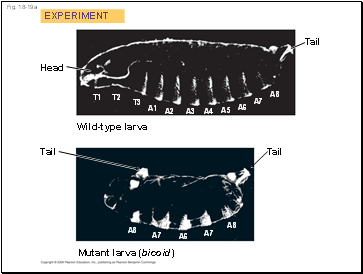 Fig. 18-19a