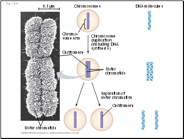 Cotransport - a transport protein couples the diffusion of one solute to the active transport of another.