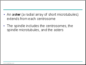 The third major compartment in most mature plant cells is the central vacuole, a large organelle that occupies as much as 90% or more of the protoplasts volume.