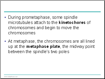 In most plant tissues, the cell wall and cytosol are continuous from cell to cell.