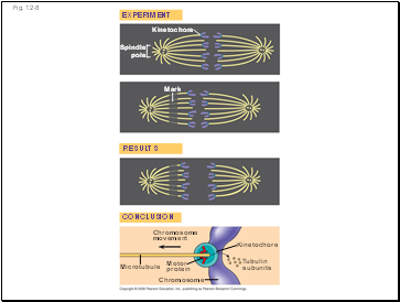 Bulk Flow in Long-Distance Transport -Vessels Xylem and Phloem