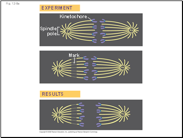 Absorption of Water and Minerals by Root Cells