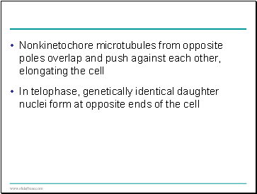 Water can cross the cortex via the symplast or apoplast.