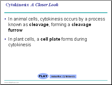 Transport of water and minerals from root hairs to the xylem