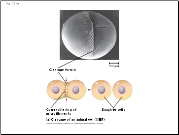 Bulk Flow Driven by Negative Pressure in the Xylem