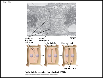 Pushing Xylem Sap: Root Pressure