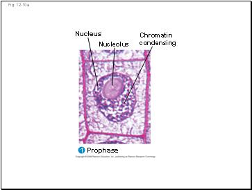 Pulling Xylem Sap: The Transpiration-Cohesion-Tension Mechanism