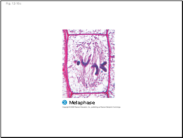 Cohesion and Adhesion in the Ascent of Xylem Sap