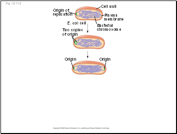 Xylem sap