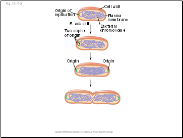 Xylem Sap Ascent by Bulk Flow: A Review