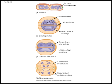 Mechanisms of Stomatal Opening and Closing