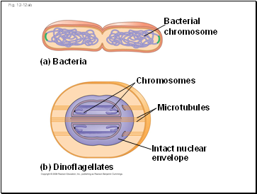 Stomatal Openings