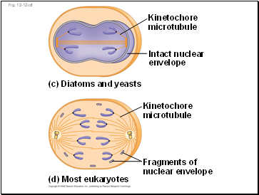 Stimuli for Stomatal Opening and Closing