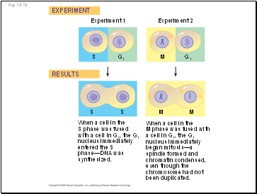 Xerophytic - Desert Plants Adaptations