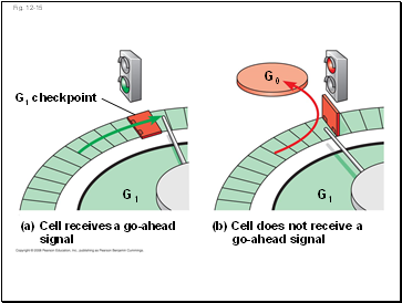 Loading of sucrose into phloem proton pump -- Cotransport of Sucrose