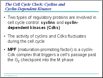 In many plants, phloem loading requires active transport.