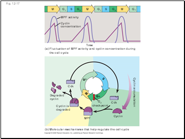 Bulk Flow by Positive Pressure: The Mechanism of Translocation in Angiosperms