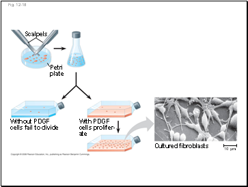 Question: Do alterations in symplastic communication affect plant development?