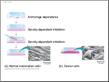 Electrical Signaling in the Phloem