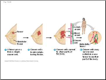 Relate structure to function in sieve-tube cells, vessel cells, and tracheid cells.