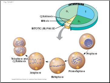 Describe the role of stomata and discuss factors that might affect their density and behavior.