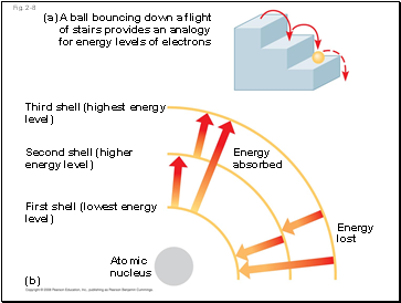 Organs of equilibrium in the inner ear