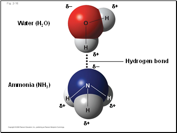 Myosin- binding site