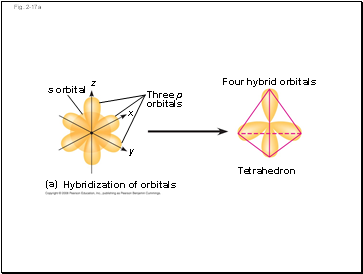 Motor units in a vertebrate skeletal muscle