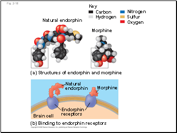 Slow-twitch fibers contract more slowly, but sustain longer contractions. All slow twitch fibers are oxidative.