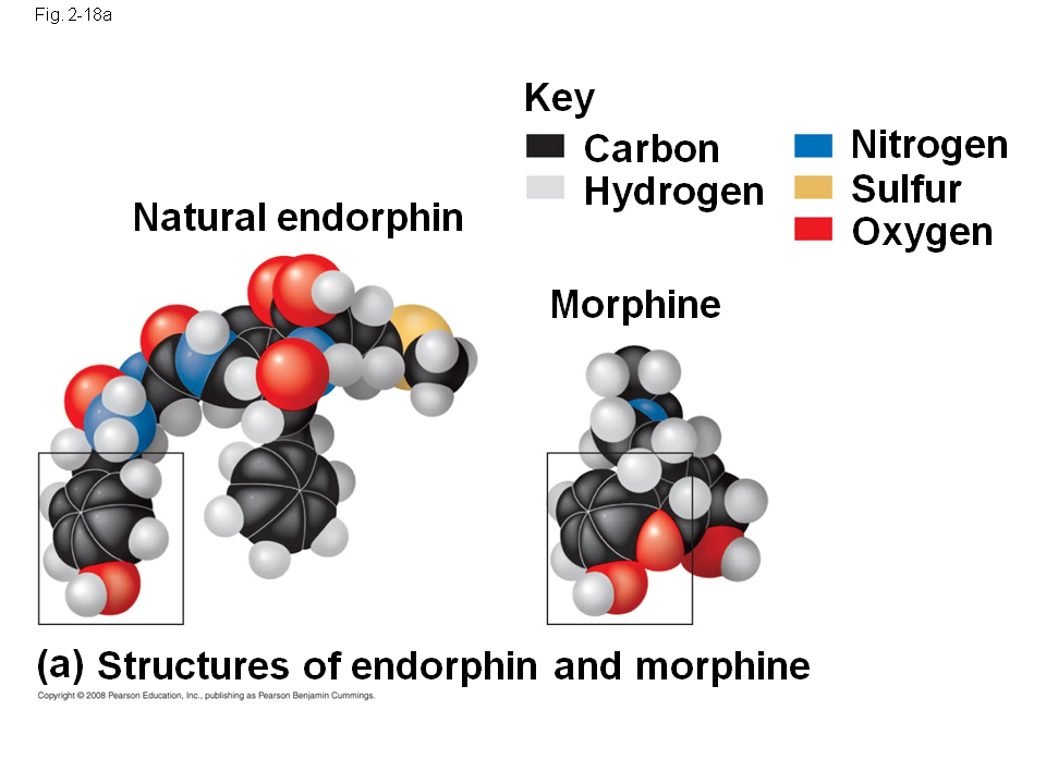 Молекула морфина. Endorphin молекула. Эндорфин структура. Карбон гидроген Оксиген нитроген. Эндорфин 2