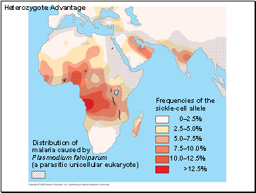 Heterozygote Advantage