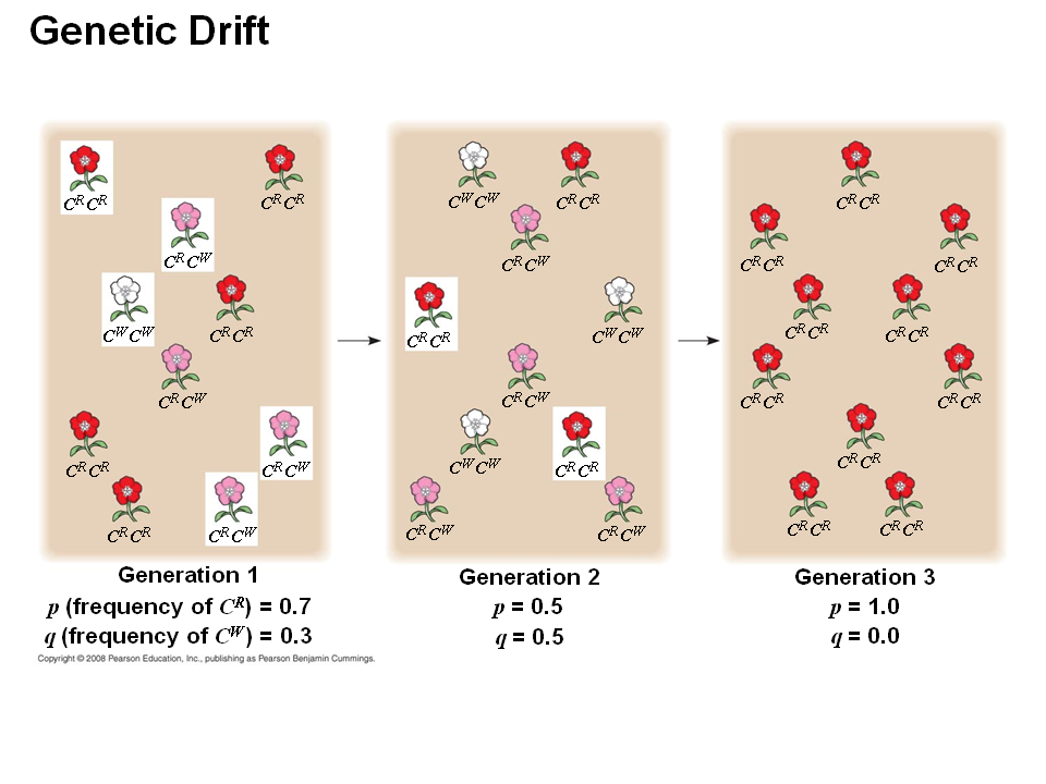 Дрейф генов. Дрейф генов схема. Примеры дрейфа генов в биологии. Дрейф генов это в биологии.