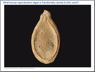 What human reproductive organ is functionally similar to this seed?