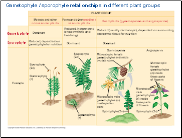 Gametophyte / sporophyte relationships in different plant groups