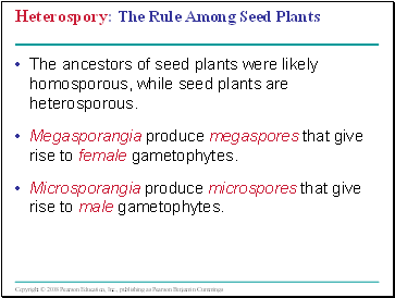 Heterospory: The Rule Among Seed Plants