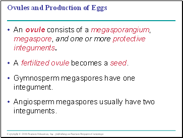 Ovules and Production of Eggs