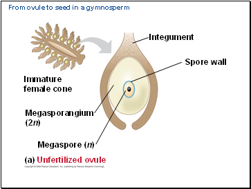 From ovule to seed in a gymnosperm