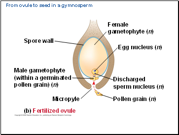 From ovule to seed in a gymnosperm